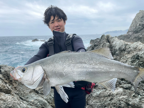 ヒラスズキの釣果