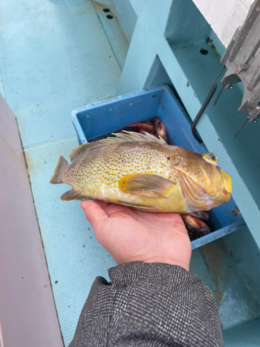 アオハタの釣果