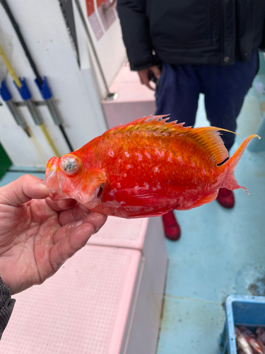 ハナダイの釣果