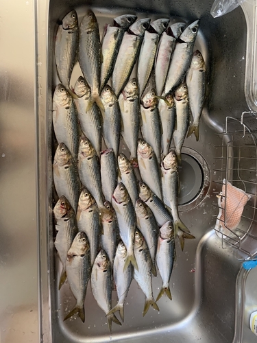 コノシロの釣果