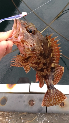 カサゴの釣果