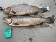 ニジマスの釣果