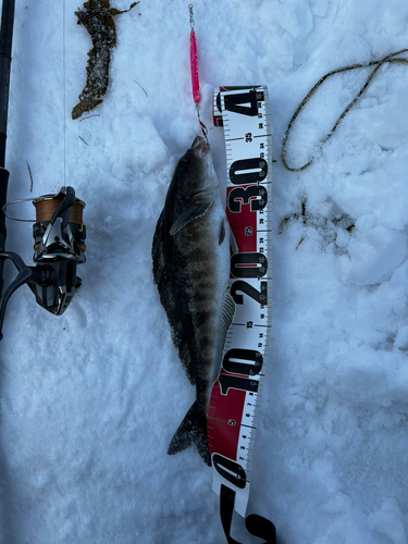 ホッケの釣果