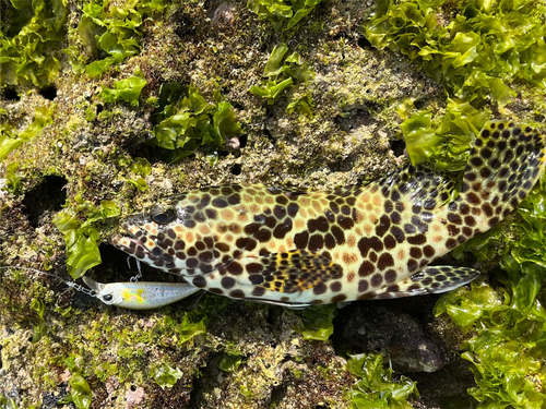 イシガキハタの釣果