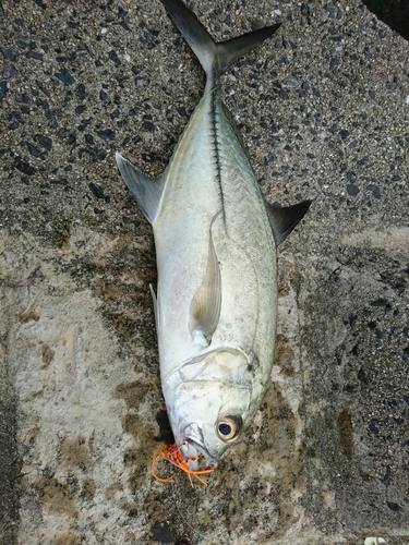 オニヒラアジの釣果