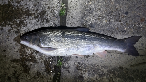 ウグイの釣果