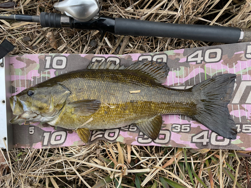 スモールマウスバスの釣果