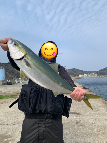 ヤズの釣果