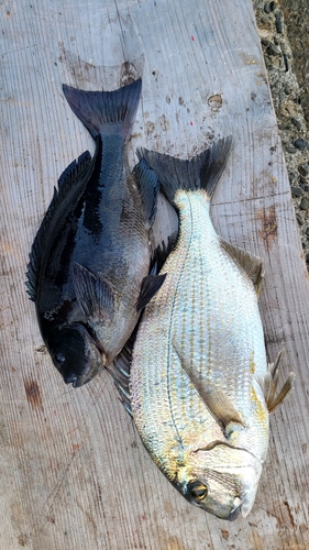 クチブトグレの釣果