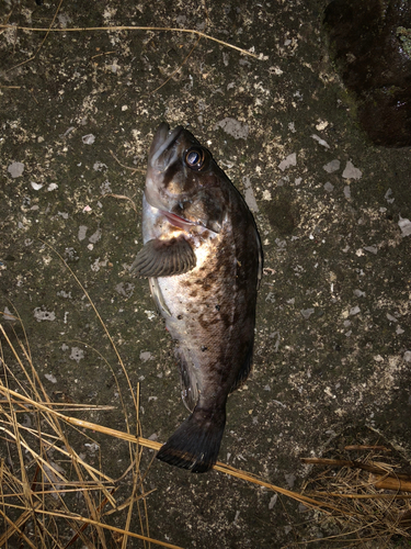 クロソイの釣果