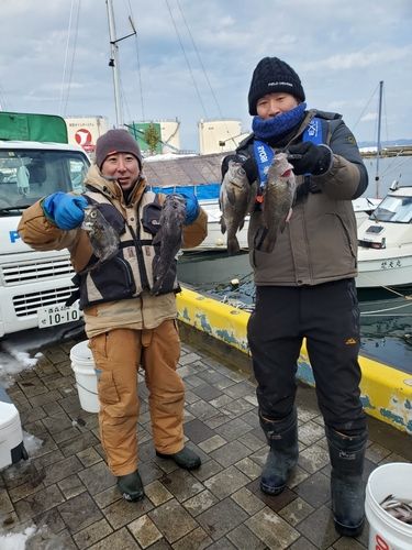 クロメバルの釣果