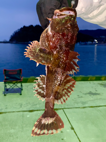 ギスカジカの釣果