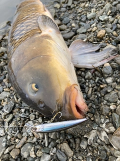 コイの釣果