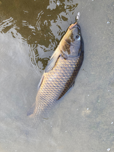 コイの釣果