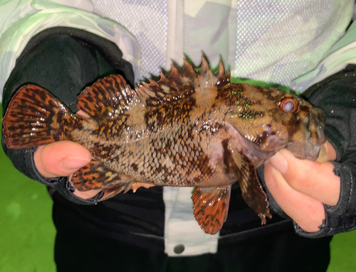 オウゴンムラソイの釣果