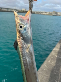 タチウオの釣果