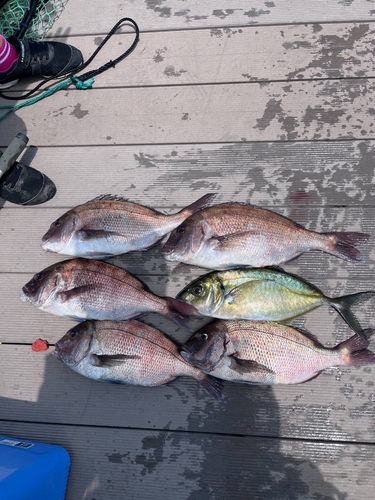 マダイの釣果