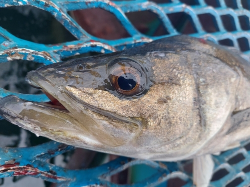 マルスズキの釣果