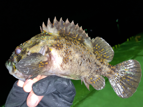 オウゴンムラソイの釣果