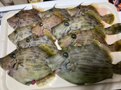 カワハギの釣果