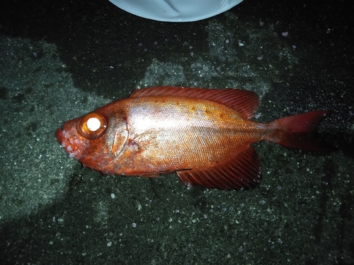 ホウセキキントキの釣果