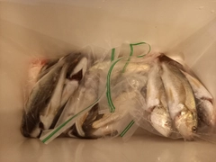 イシモチの釣果