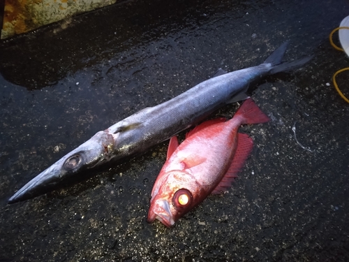 ホウセキキントキの釣果