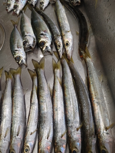 カマスの釣果