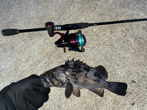 クロソイの釣果