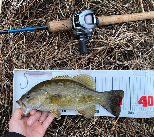 スモールマウスバスの釣果