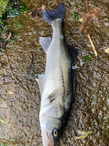 スズキの釣果