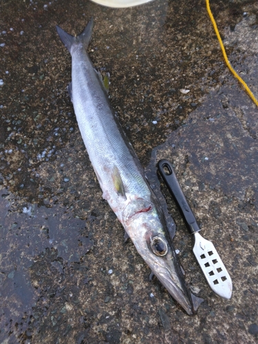 オオメカマスの釣果