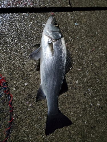 フッコ（ヒラスズキ）の釣果