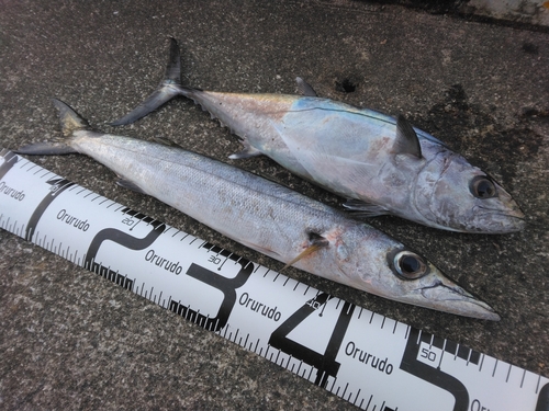 イソマグロの釣果