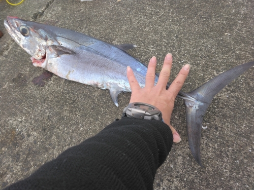 イソマグロの釣果