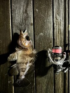 クロメバルの釣果