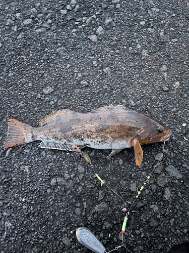 アイナメの釣果