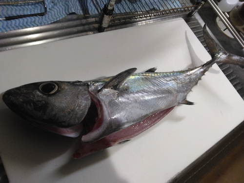 イソマグロの釣果