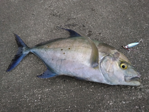 ナンヨウカイワリの釣果