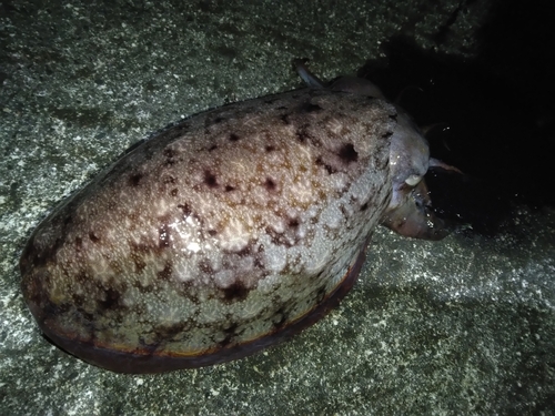 コウイカの釣果