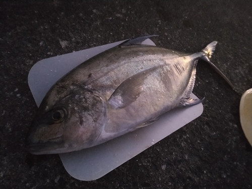 ナンヨウカイワリの釣果