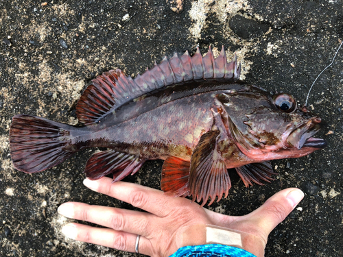 アラカブの釣果