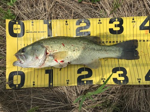 ブラックバスの釣果