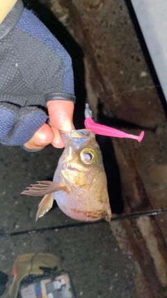 クロメバルの釣果