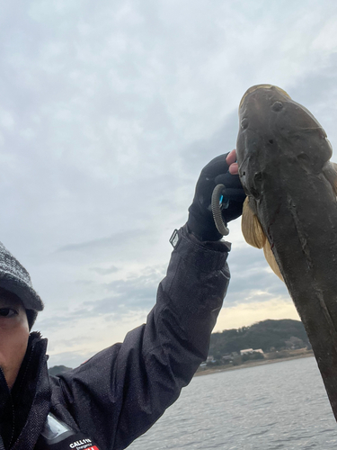 マゴチの釣果