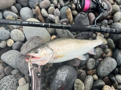 アメマスの釣果