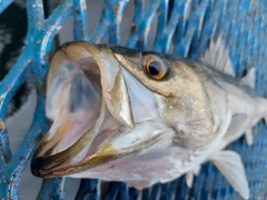 マルスズキの釣果