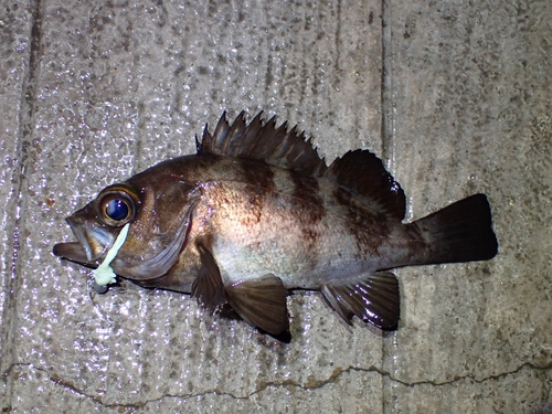 メバルの釣果