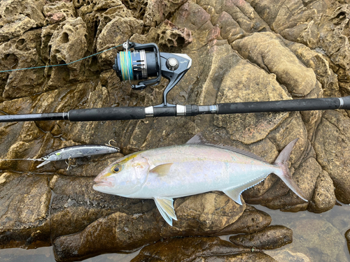 ネリゴの釣果