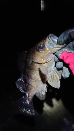 シロメバルの釣果